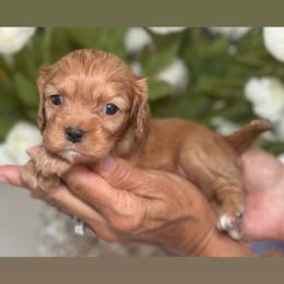 Sushi - Ruby female Cavalier King Charles Spaniel puppy in Yuciapa, California from AlltheDoodlez_