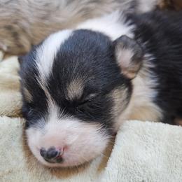 AKC Cardigan Boy 'Scout - Black and white male Cardigan Welsh Corgi puppy in Tombstone, Arizona from WeVolution Off-Grid