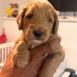 Bourbon - Brown and white male Sheepadoodle puppy in Amherst, Ohio from Barking doodles