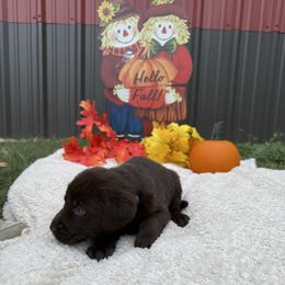 Boy 2 - Chocolate male Labrador Retriever puppy in Conroe, Texas from XOM Retrievers