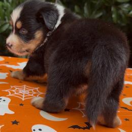Pepper - Black tri-color female Australian Shepherd puppy in Inverness, Florida from Swamp Puppy Canine Kennel