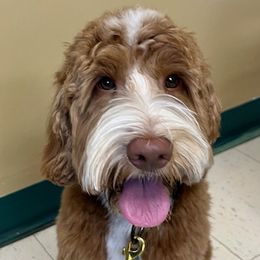 Carter - Australian Labradoodle