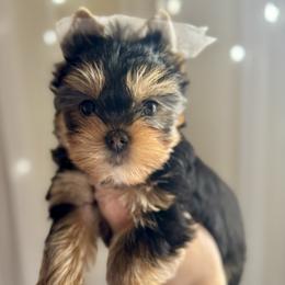 Yorkshire Terrier Puppies from Crystal Garden Yorkies