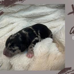 Aussiedoodle puppies from Easton L