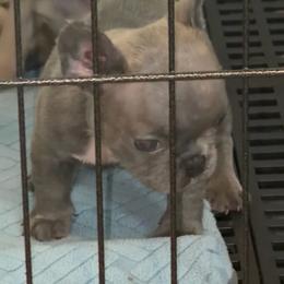 Lilac girl 1 - Blue female French Bulldog puppy in Pennsylvania from R & C French Bulldogs
