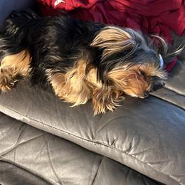 Yorkshire Terrier All Grown Up from Timber Hills Yorkshire Terriers