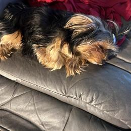 Yorkshire Terrier All Grown Up from Timber Hills Yorkshire Terriers
