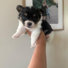 Georgia - Black and tan female Pembroke Welsh Corgi puppy in Red Bluff, California from Wilder Ranch Corgis