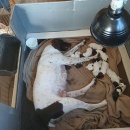Boy 9 - White and liver male German Shorthaired Pointer puppy in Laporte, Minnesota from Northern Odyssey Gun Dogs
