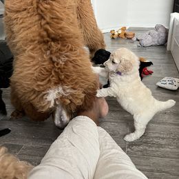 Poodle Puppies from Tyler Family Poodles