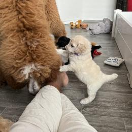 Poodle Puppies from Tyler Family Poodles