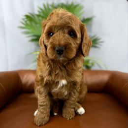 Valor - Red male Cavapoo puppy in Huntington, West Virginia from McCloud’s Poodles & Doodles