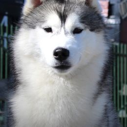 Siberian Huskies from Snoebear Siberians