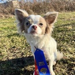 Lemon - Chihuahua
