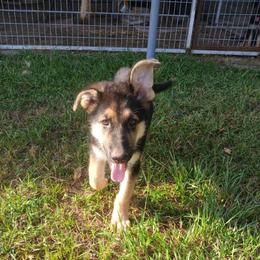 Noah Grey collar - Black and red male German Shepherd puppy in Bedias, Texas from TiPi S Ranch's German Shepherds