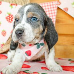 Tank - Blue tan and white male Basset Hound puppy in Antlers, Oklahoma from Rocking H