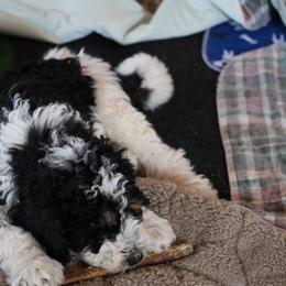 Lestrade - Tri-color male Bernedoodle puppy in Springfield, Missouri from Doodle Dandy Bernedoodles