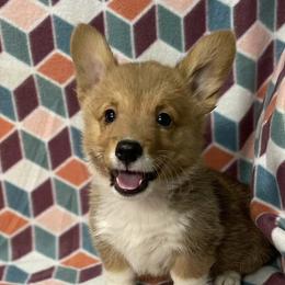 Pembroke Welsh Corgis from Bar Broke Quarter Horses & Corgis