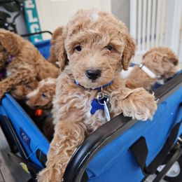 Neptune - Apricot female Goldendoodle puppy in Pittsburg, Texas from Grace Springs Goldendoodles