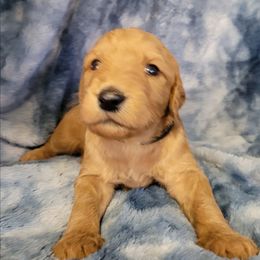 Boy 5 black - Red  male Goldendoodle puppy in Blountsville, Alabama from Southern Charm Goldendoodles