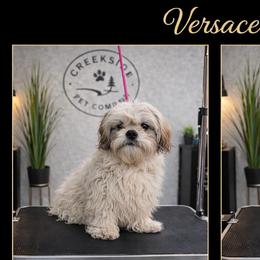 Poodles and Shih Tzus from Creekside Pet Company