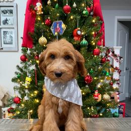 Burgundy - Red  female Goldendoodle puppy in Bakersfield, California from Lavish Doodles