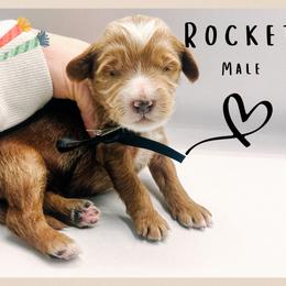 Rocket - Red  male Goldendoodle puppy in Hilton, New York from The House of Goldendoodle