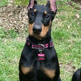 Doberman Pinschers from Drachenberg Dobermans