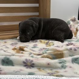 Female 1 - Brindle female Staffordshire Bull Terrier puppy in Lakeland, Florida from English Creek Staffords