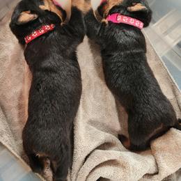 Cane Corso and Rottweiler Puppies from Hildegarde Kennels