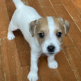 Jack Russell Terriers from Jigsaw Terriers