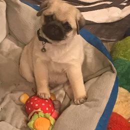 Pug Puppies from Pickwick Pugs