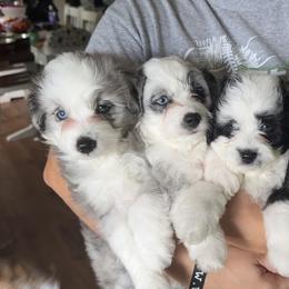 Aussiedoodle All Grown Up from Mini AussieDoodles on Meadow Lane