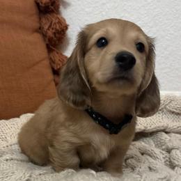Scooter - Blue - Cream male Dachshund puppy in Mesa, Arizona from Ruby Desert Doxies