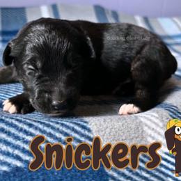 Snickers - Black tri male Miniature American Shepherd puppy in Millington, Tennessee from Goading Glee Glade