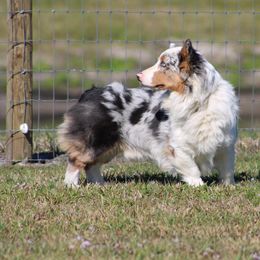 Ziggy - Pembroke Welsh Corgi