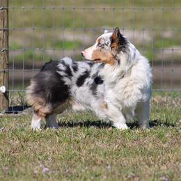 Ziggy - Pembroke Welsh Corgi