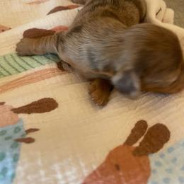 MJ - Dapple male Dachshund puppy in Yuba City, California from The Navarro Furbabies