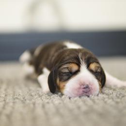 Alvin - male Beagle puppy in Atlanta, Georgia from Sinaj