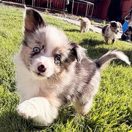 Cobain - Blue merle male Miniature Australian Shepherd puppy in Reno, Nevada from Battle Born Mini Aussies
