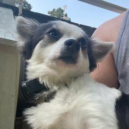 Luna - Chihuahua