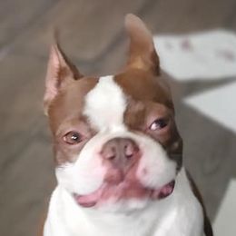 Boston Terriers from Duff's Boston Terriers
