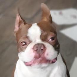 Boston Terriers from Duff's Boston Terriers