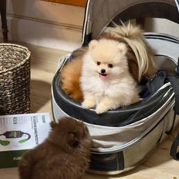 Cadbury - Chocolate and tan male Pomeranian puppy in Clovis, California from Netzi Poms