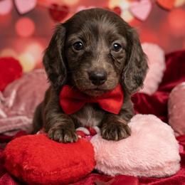 AKC - Rusty - Dapple male Dachshund puppy in Omaha, Nebraska from Colorful Dachshunds