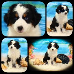 Rolls Royce - Black tri male Toy Australian Shepherd puppy in Levelland, Texas from Once Upon a Time Aussies