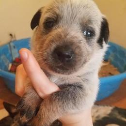 Australian Cattle Dog Puppies from LoveAHeeler