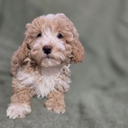 Carmelo Leche - White male Shihpoo puppy in Lincolnton, North Carolina from Cuddable Pups