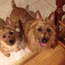 Australian Terrier Puppies from Take 5 Aussies