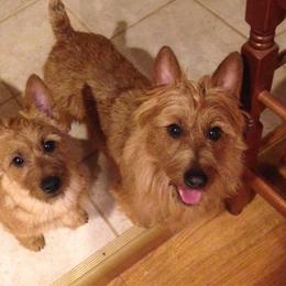 Australian Terrier Puppies from Take 5 Aussies